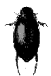 Aquatic Beetle