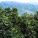 Rainforests