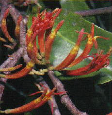 Rainforest Mistletoe