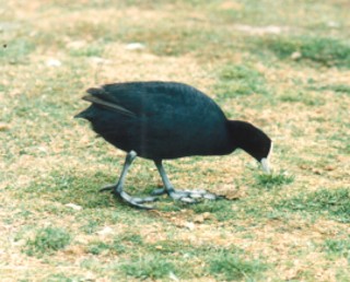 Eurasian Coot