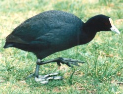 Eurasian Coot