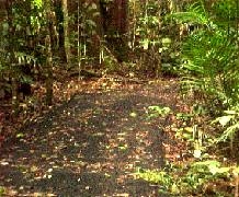 Lake Eacham Self Guided Walk