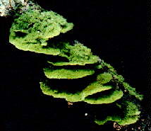 Lichen