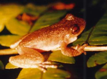 Common Mist Frog