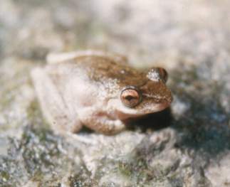 Common Mist Frog