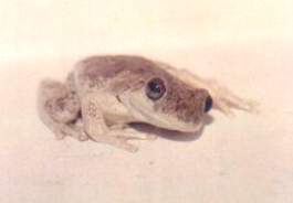 Roth's Tree Frog