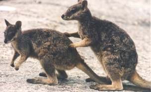 Rock Wallaby