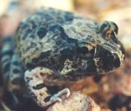 Ornate Burrowing Frog