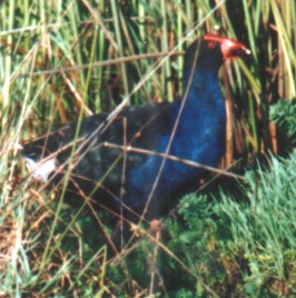 Purple Swamphen