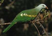 wompoo fruit-dove