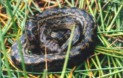 Amethystine Python