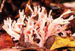 Coral fungi