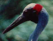 Brolga