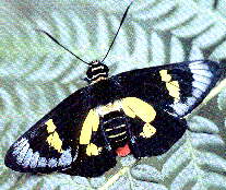 Regent Skipper