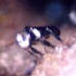 Trigonid Bee