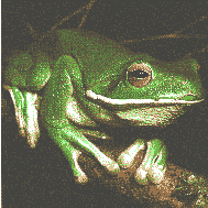 Giant Tree Frog