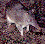 Long Nose Bandicoot