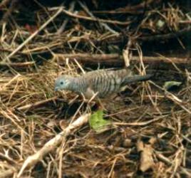 Peaceful Dove