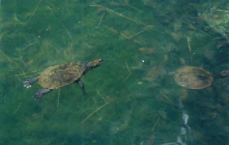 Australian snapping turtle