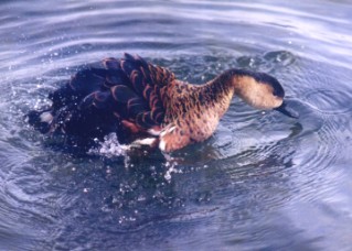 Whistling Duck